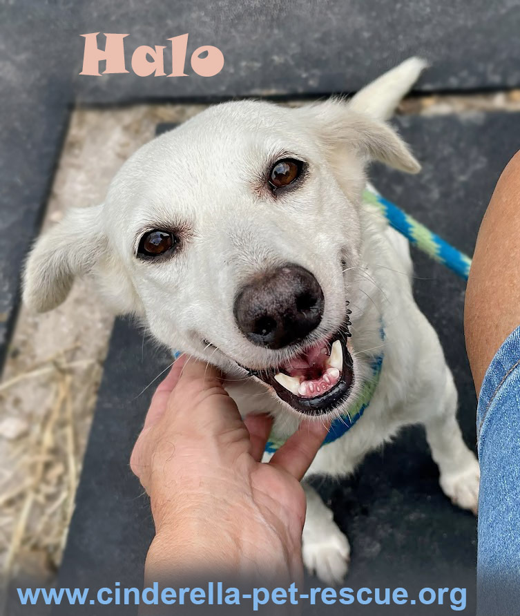 Halo, an adoptable Mixed Breed in Mission, TX, 78574 | Photo Image 4