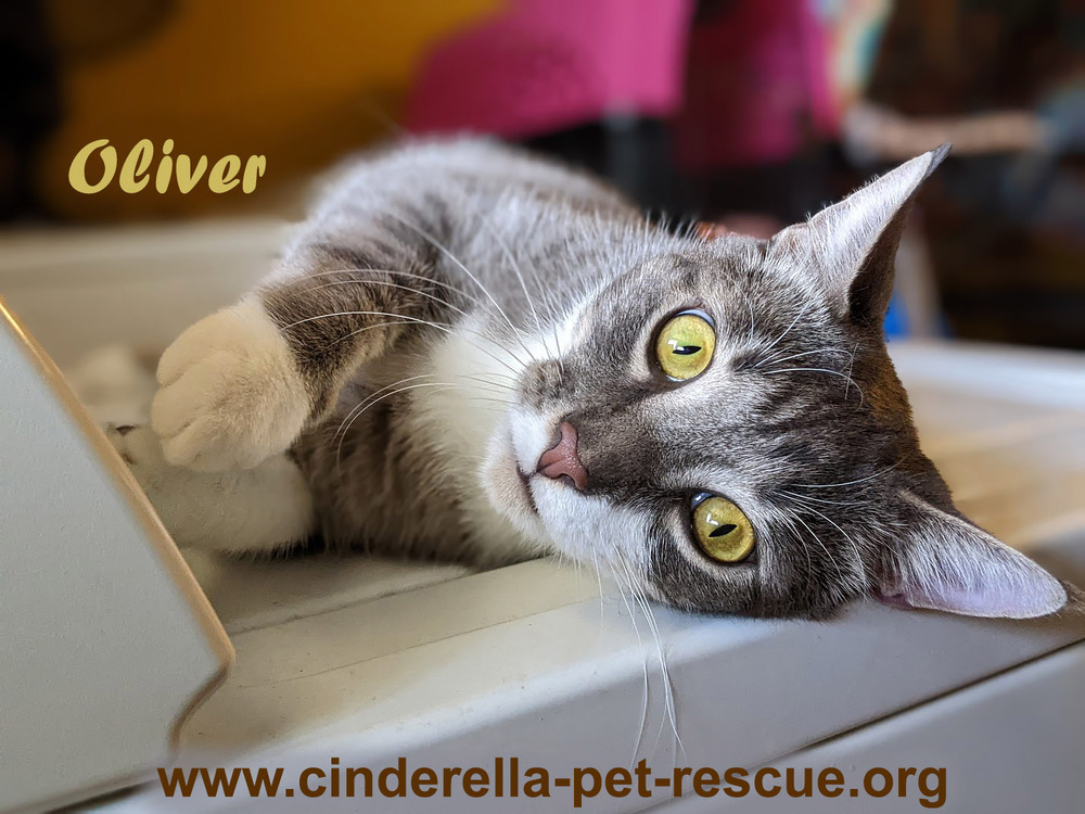 Oliverio, an adoptable Domestic Short Hair in Mission, TX, 78574 | Photo Image 1