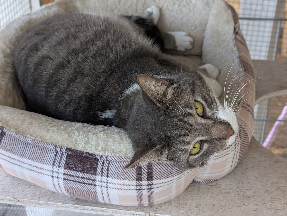 Oliverio, an adoptable Domestic Short Hair in Mission, TX, 78574 | Photo Image 3