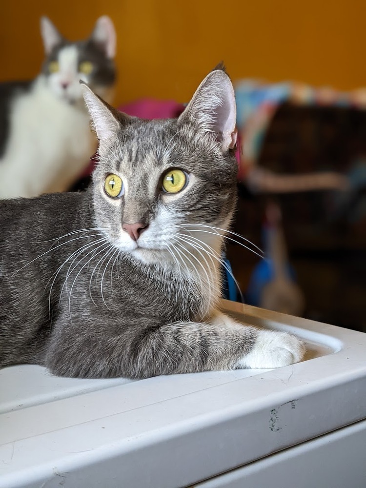 Oliverio, an adoptable Domestic Short Hair in Mission, TX, 78574 | Photo Image 5