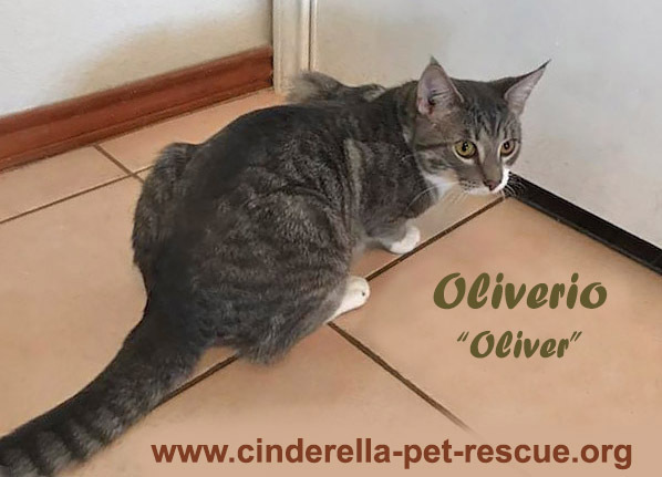 Oliverio, an adoptable Domestic Short Hair in Mission, TX, 78574 | Photo Image 6