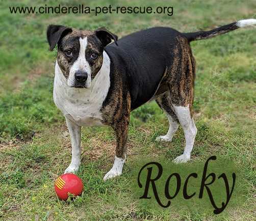 Rocky, an adoptable Staffordshire Bull Terrier, Boxer in Mission, TX, 78574 | Photo Image 1