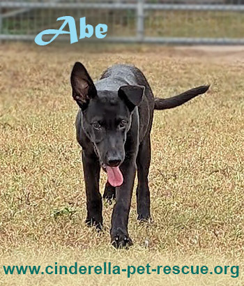Abe, an adoptable Labrador Retriever in Mission, TX, 78574 | Photo Image 1