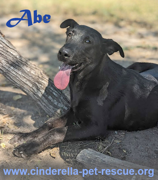 Abe, an adoptable Labrador Retriever in Mission, TX, 78574 | Photo Image 1