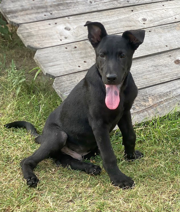 Abe, an adoptable Labrador Retriever in Mission, TX, 78574 | Photo Image 2