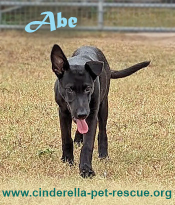 Abe, an adoptable Labrador Retriever in Mission, TX, 78574 | Photo Image 2