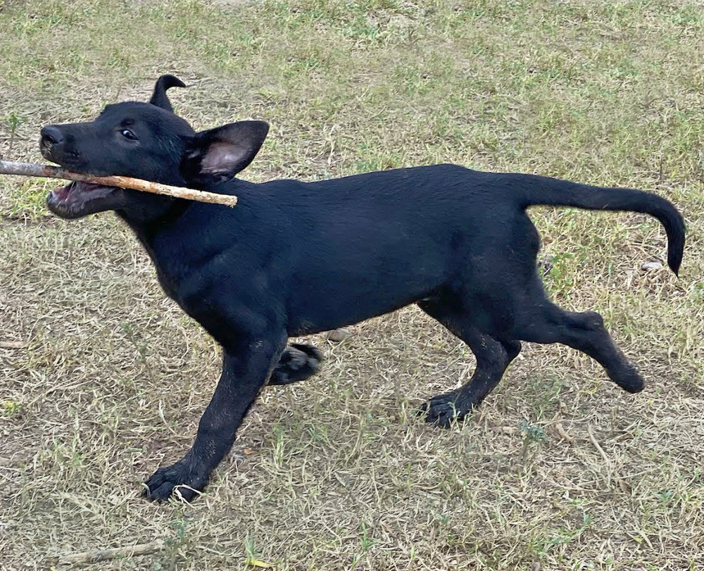Abe, an adoptable Labrador Retriever in Mission, TX, 78574 | Photo Image 3