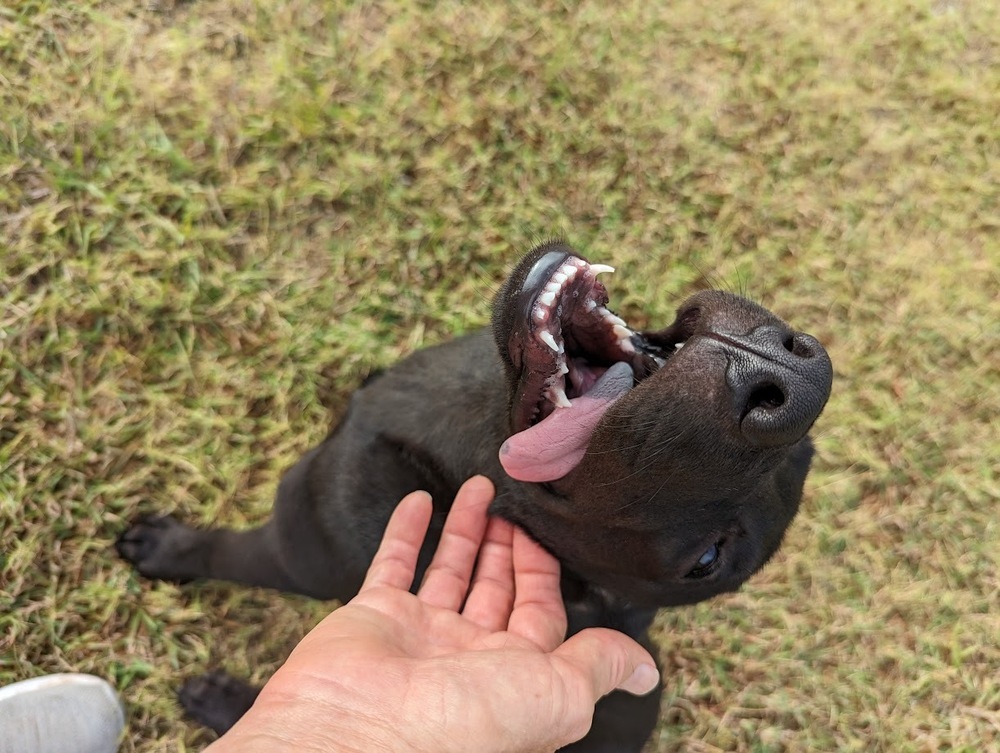 Abe, an adoptable Labrador Retriever in Mission, TX, 78574 | Photo Image 4