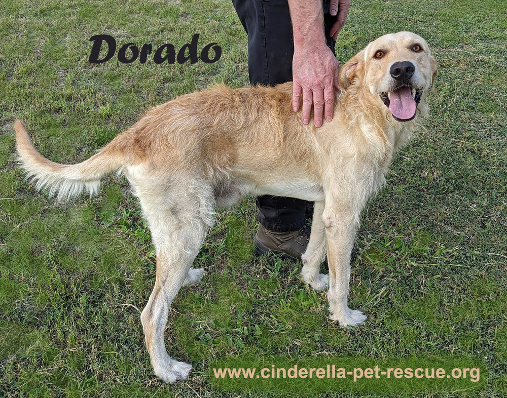 Dorado, an adoptable Irish Terrier in Mission, TX, 78574 | Photo Image 1