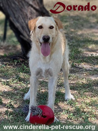 Dorado, an adoptable Irish Wolfhound, Terrier in Mission, TX, 78574 | Photo Image 1