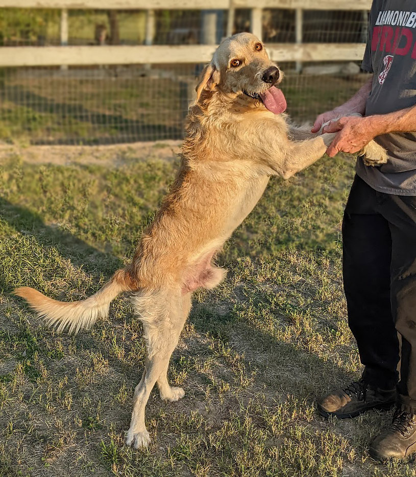 Dorado, an adoptable Irish Wolfhound, Terrier in Mission, TX, 78574 | Photo Image 2