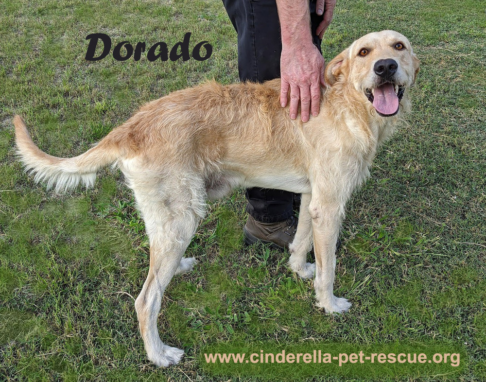 Dorado, an adoptable Irish Wolfhound, Terrier in Mission, TX, 78574 | Photo Image 3