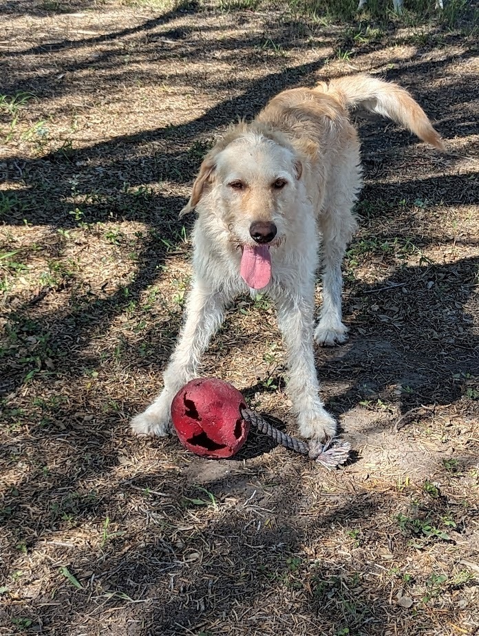 Dorado, an adoptable Irish Wolfhound, Terrier in Mission, TX, 78574 | Photo Image 4