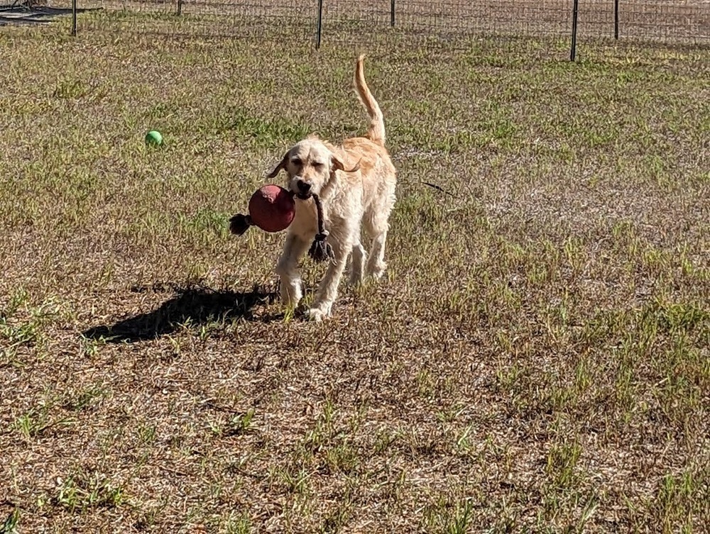 Dorado, an adoptable Irish Wolfhound, Terrier in Mission, TX, 78574 | Photo Image 5