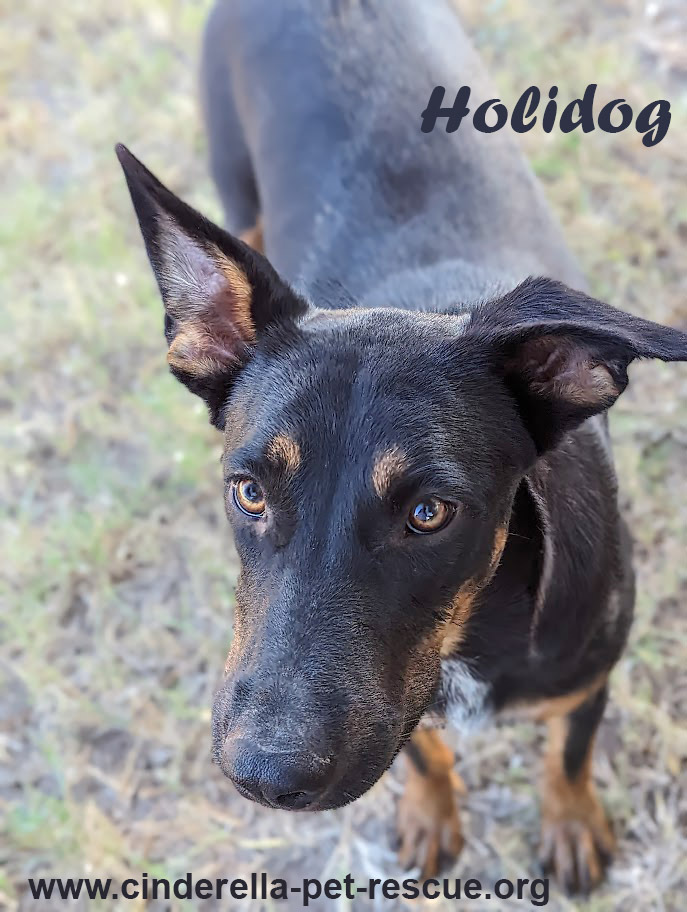 Holidog, an adoptable Doberman Pinscher, Australian Cattle Dog / Blue Heeler in Mission, TX, 78574 | Photo Image 1