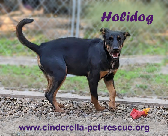 Doberman pinscher best sale blue heeler mix