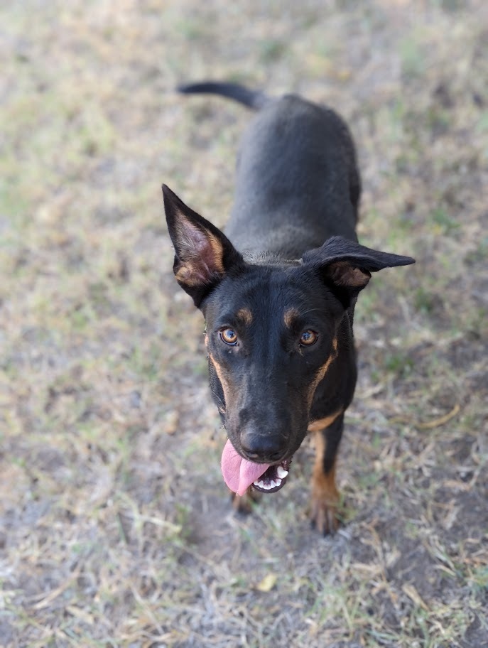 Holidog, an adoptable Doberman Pinscher, Australian Cattle Dog / Blue Heeler in Mission, TX, 78574 | Photo Image 3