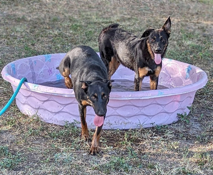 Holidog, an adoptable Doberman Pinscher, Australian Cattle Dog / Blue Heeler in Mission, TX, 78574 | Photo Image 4