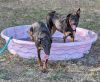 Holidog photo 4