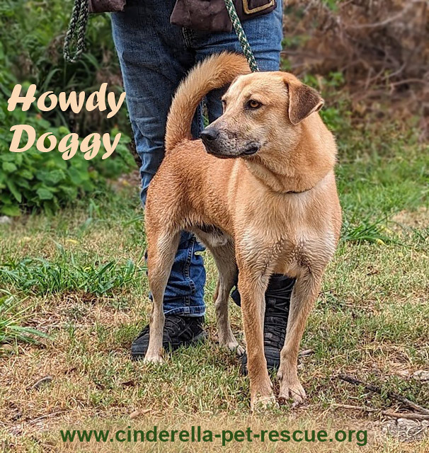 Howdy Doggy, an adoptable Catahoula Leopard Dog, Labrador Retriever in Mission, TX, 78574 | Photo Image 1