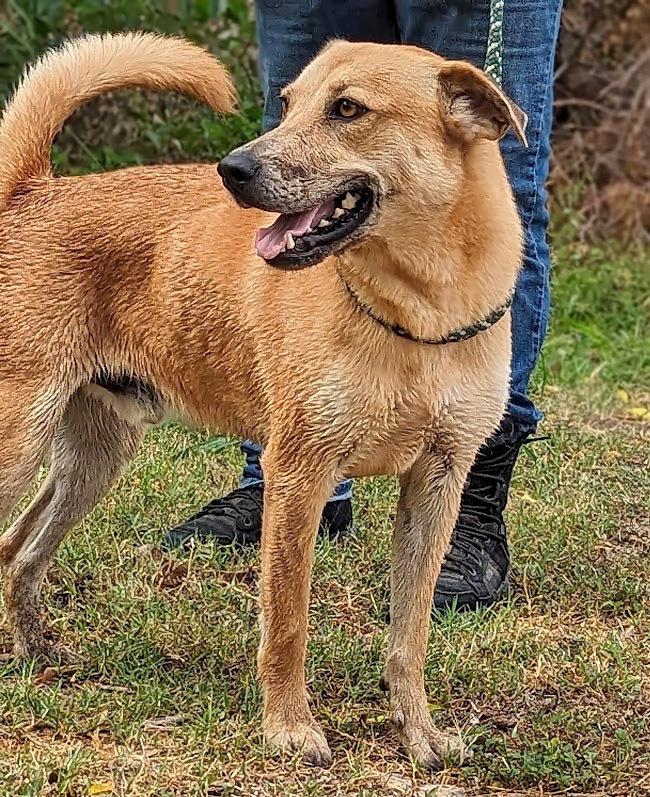 Howdy Doggy, an adoptable Catahoula Leopard Dog, Labrador Retriever in Mission, TX, 78574 | Photo Image 2