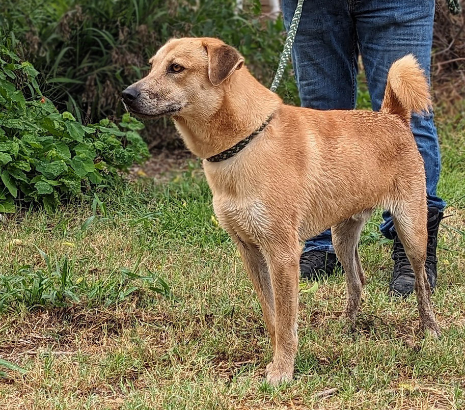 Howdy Doggy, an adoptable Catahoula Leopard Dog, Labrador Retriever in Mission, TX, 78574 | Photo Image 3