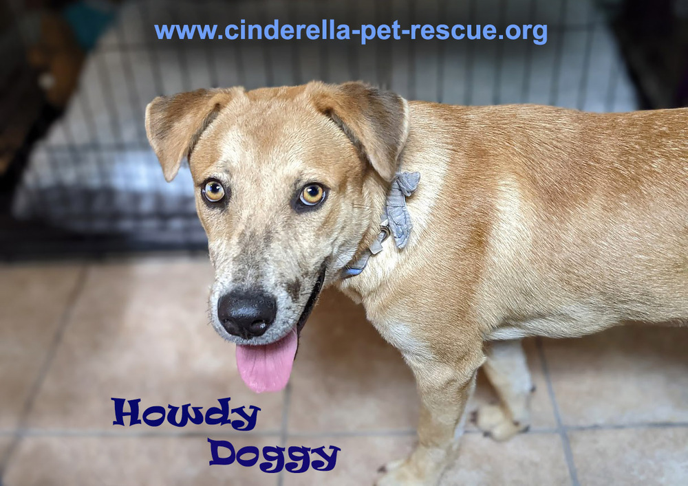 Howdy Doggy, an adoptable Catahoula Leopard Dog, Labrador Retriever in Mission, TX, 78574 | Photo Image 4