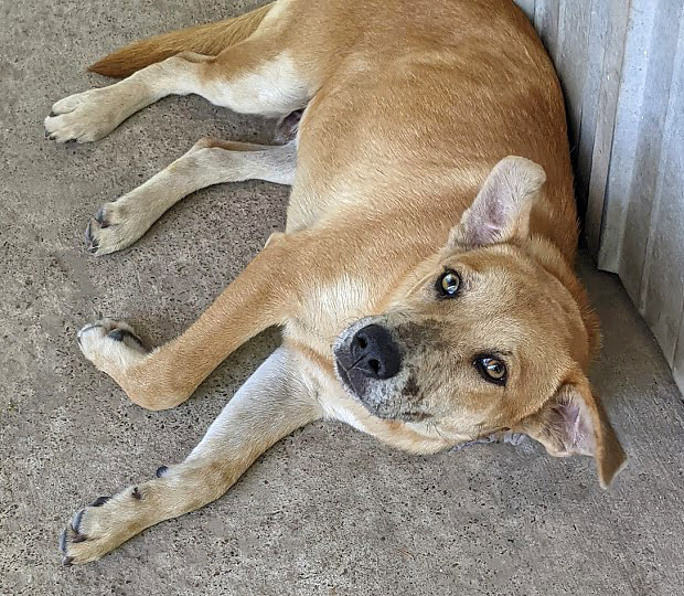 Howdy Doggy, an adoptable Catahoula Leopard Dog, Labrador Retriever in Mission, TX, 78574 | Photo Image 5