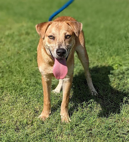 Howdy Doggy, an adoptable Catahoula Leopard Dog, Labrador Retriever in Mission, TX, 78574 | Photo Image 6