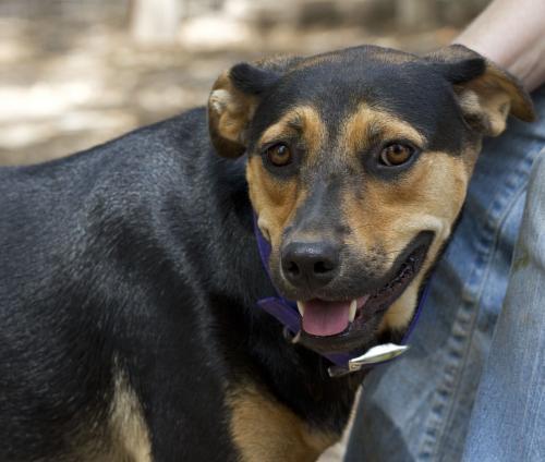 Mars, an adoptable Rottweiler, Labrador Retriever in Mission, TX, 78574 | Photo Image 1