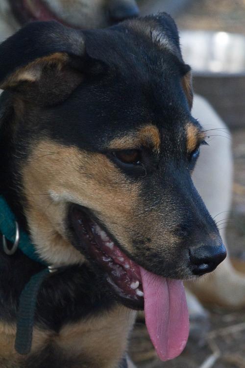 Mars, an adoptable Rottweiler, Labrador Retriever in Mission, TX, 78574 | Photo Image 2