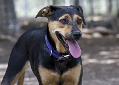 Mars, an adoptable Rottweiler, Labrador Retriever in Mission, TX, 78574 | Photo Image 3