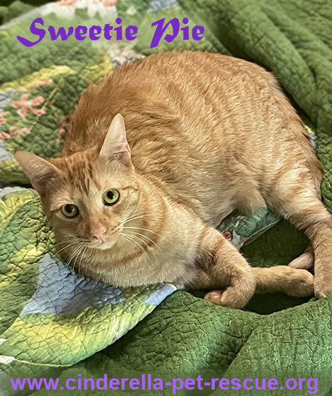 Sweetie Pie, an adoptable Domestic Short Hair in Mission, TX, 78574 | Photo Image 1
