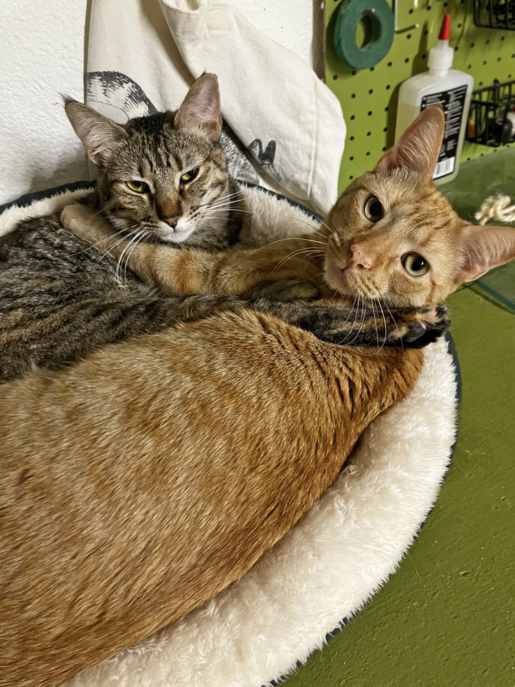 Sweetie Pie, an adoptable Domestic Short Hair in Mission, TX, 78574 | Photo Image 3