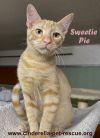 Sweetie Pie photo 4
