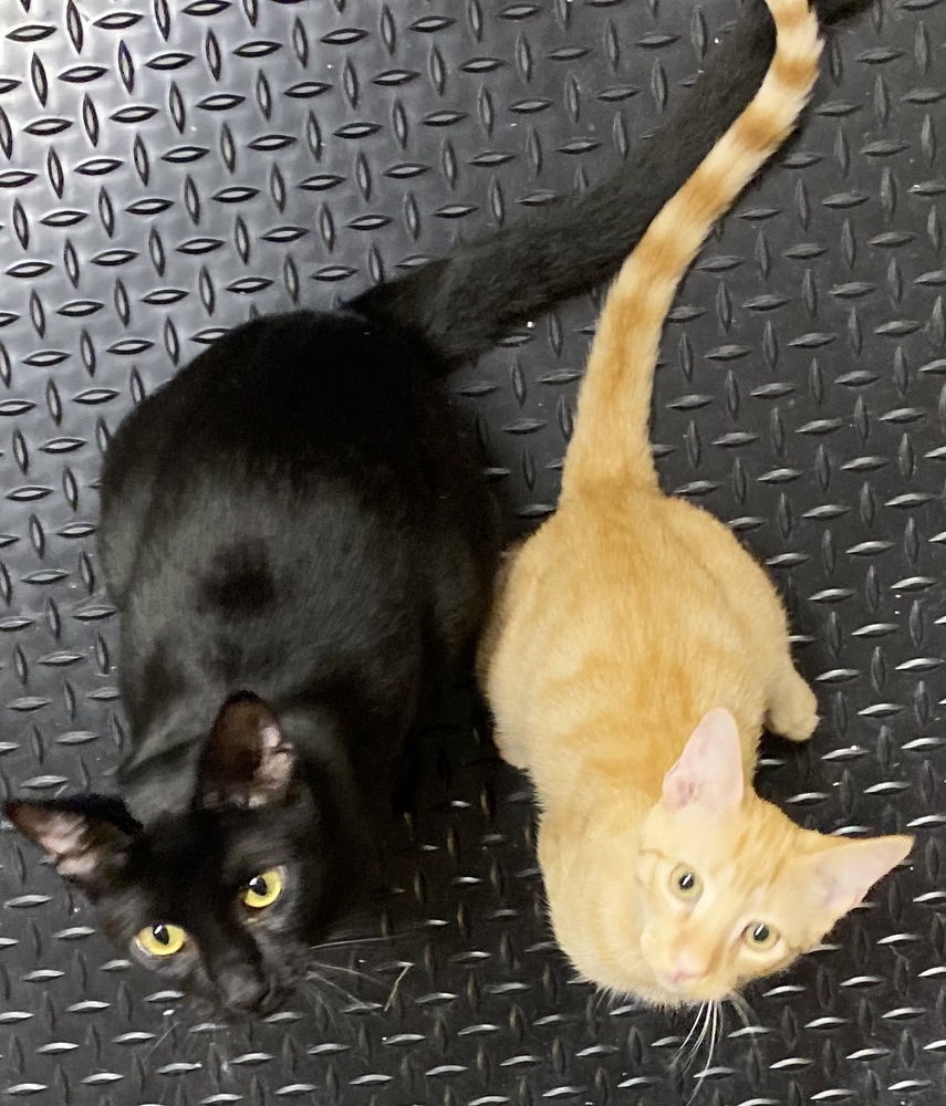 Sweetie Pie, an adoptable Domestic Short Hair in Mission, TX, 78574 | Photo Image 6