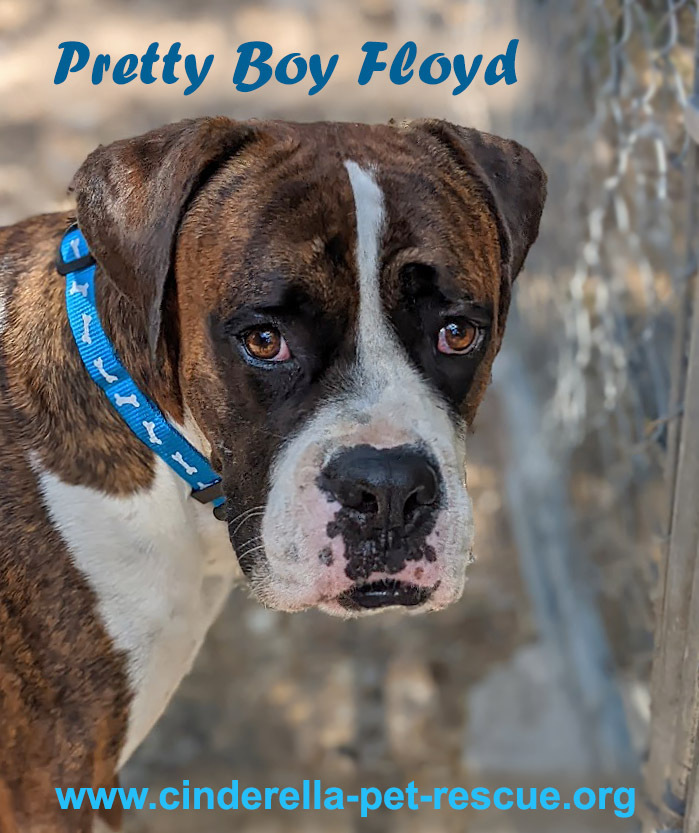 Pretty Boy Floyd, an adoptable Boxer in Mission, TX, 78574 | Photo Image 1