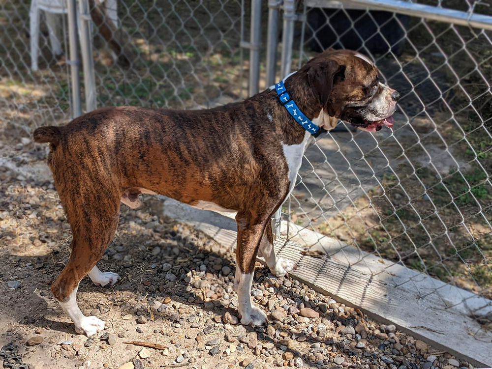 Pretty Boy Floyd, an adoptable Boxer in Mission, TX, 78574 | Photo Image 2