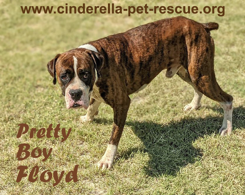 Pretty Boy Floyd, an adoptable Boxer in Mission, TX, 78574 | Photo Image 3
