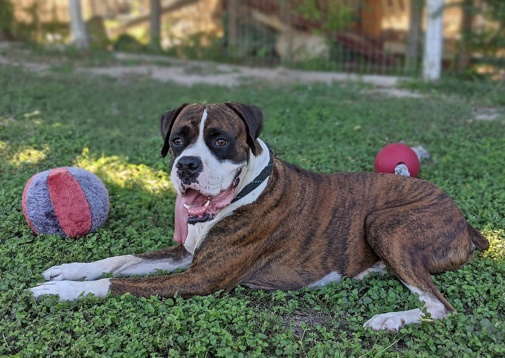 Pretty Boy Floyd, an adoptable Boxer in Mission, TX, 78574 | Photo Image 4
