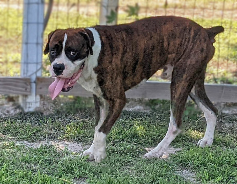 Pretty Boy Floyd, an adoptable Boxer in Mission, TX, 78574 | Photo Image 5