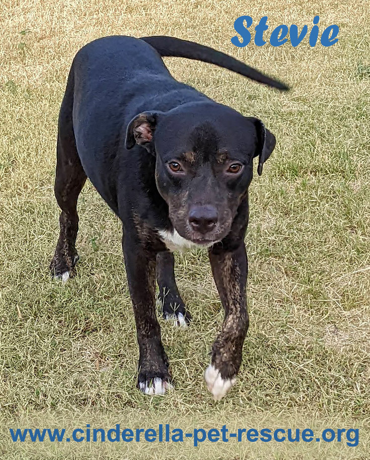 Stevie, an adoptable Pit Bull Terrier, Labrador Retriever in Mission, TX, 78574 | Photo Image 1