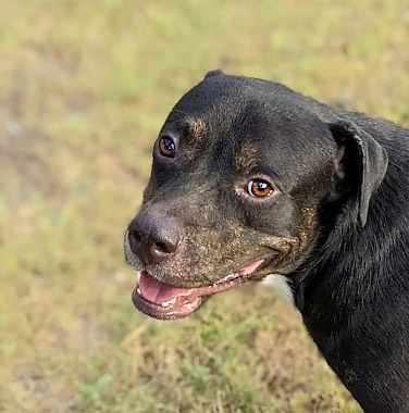 Stevie, an adoptable Pit Bull Terrier, Labrador Retriever in Mission, TX, 78574 | Photo Image 2