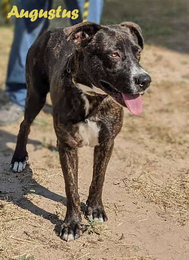 Augustus, an adoptable Labrador Retriever, Mixed Breed in Mission, TX, 78574 | Photo Image 1