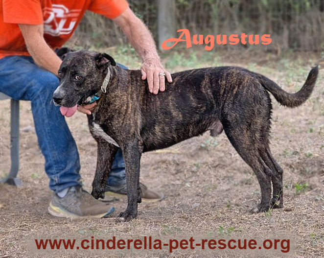Augustus, an adoptable Labrador Retriever, Mixed Breed in Mission, TX, 78574 | Photo Image 1