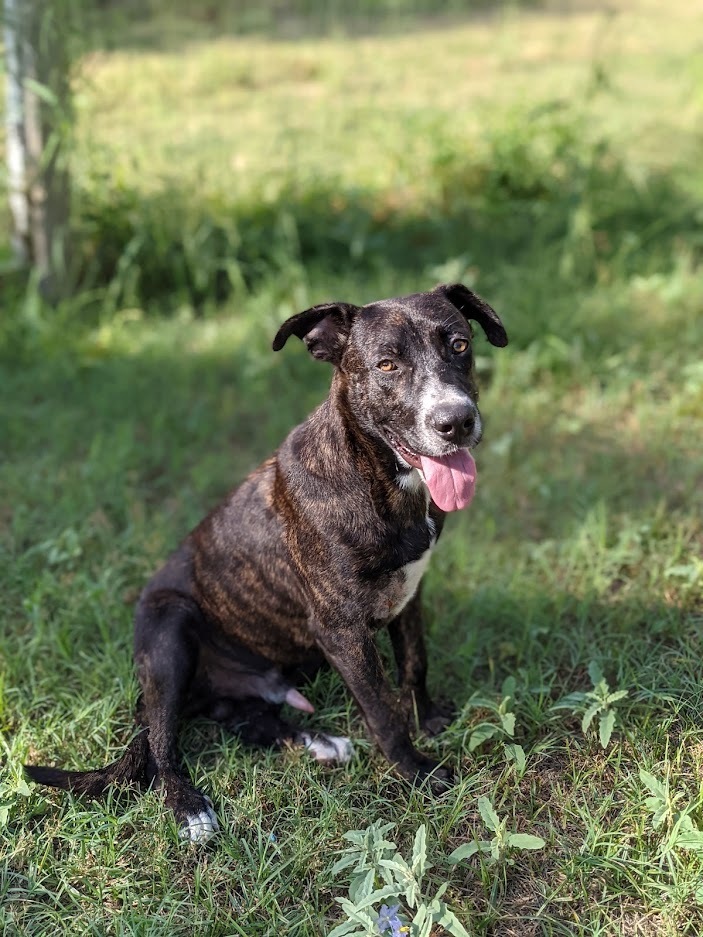 Augustus, an adoptable Labrador Retriever, Mixed Breed in Mission, TX, 78574 | Photo Image 2