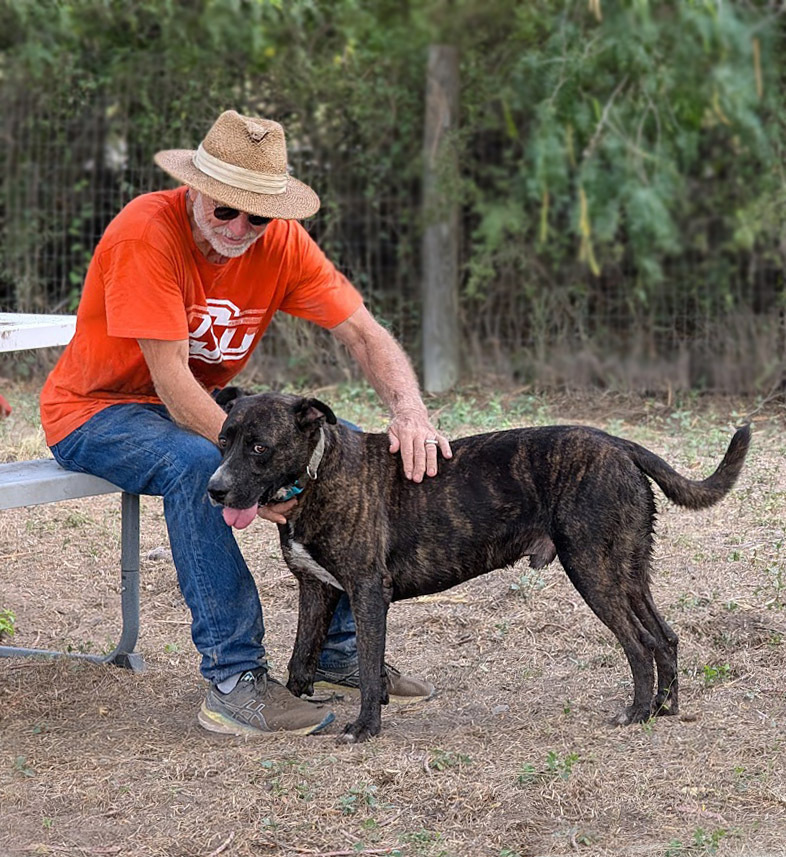 Augustus, an adoptable Labrador Retriever, Mixed Breed in Mission, TX, 78574 | Photo Image 2