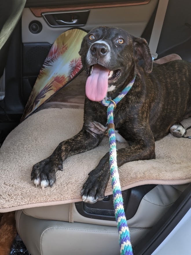 Augustus, an adoptable Labrador Retriever, Mixed Breed in Mission, TX, 78574 | Photo Image 3