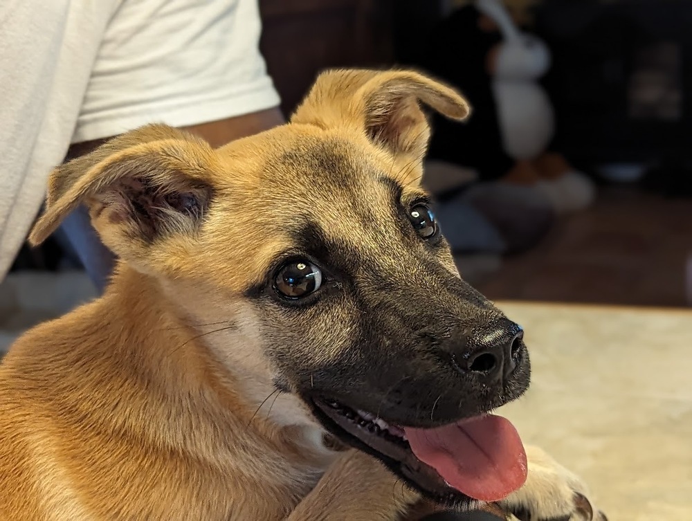 Lulu, an adoptable Belgian Shepherd / Malinois in Mission, TX, 78574 | Photo Image 1