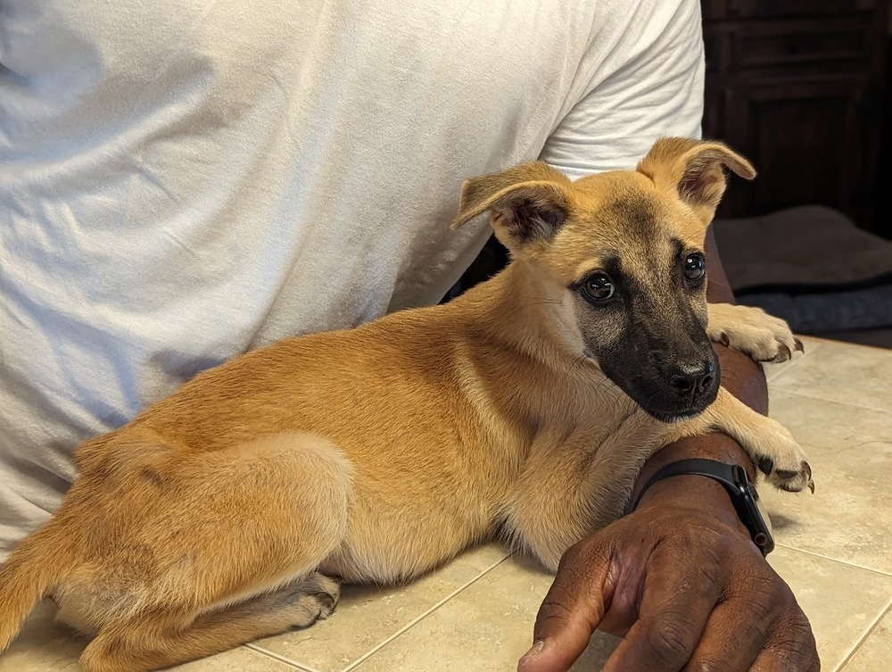 Lulu, an adoptable Belgian Shepherd / Malinois in Mission, TX, 78574 | Photo Image 2